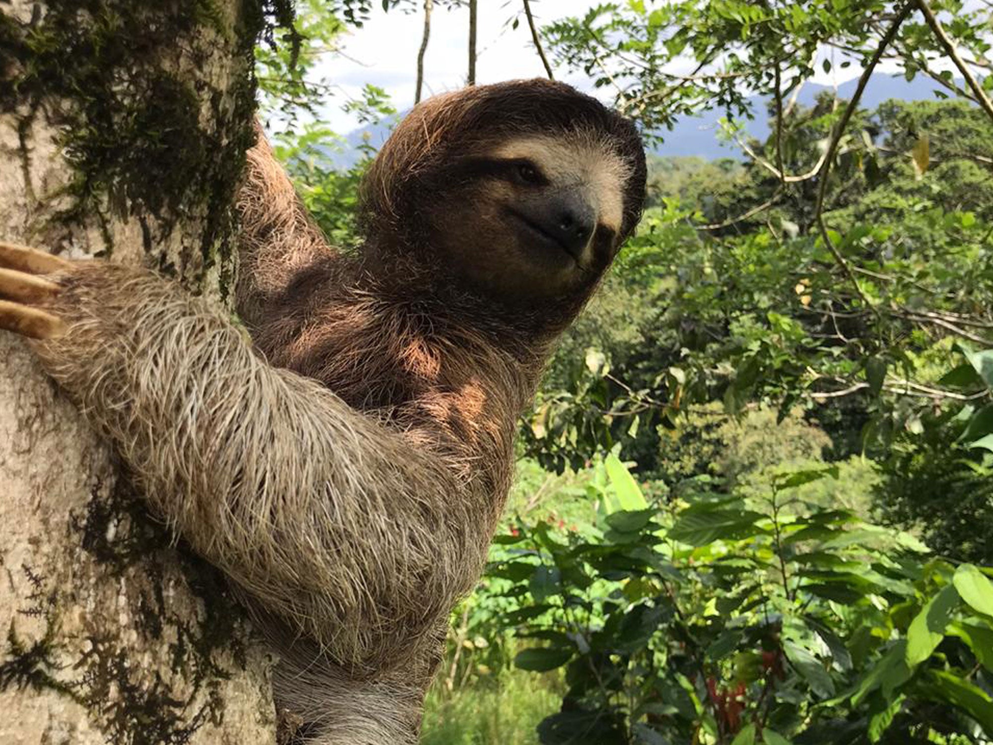 Rausch Bewohner der Kakaoplantage - Faultier