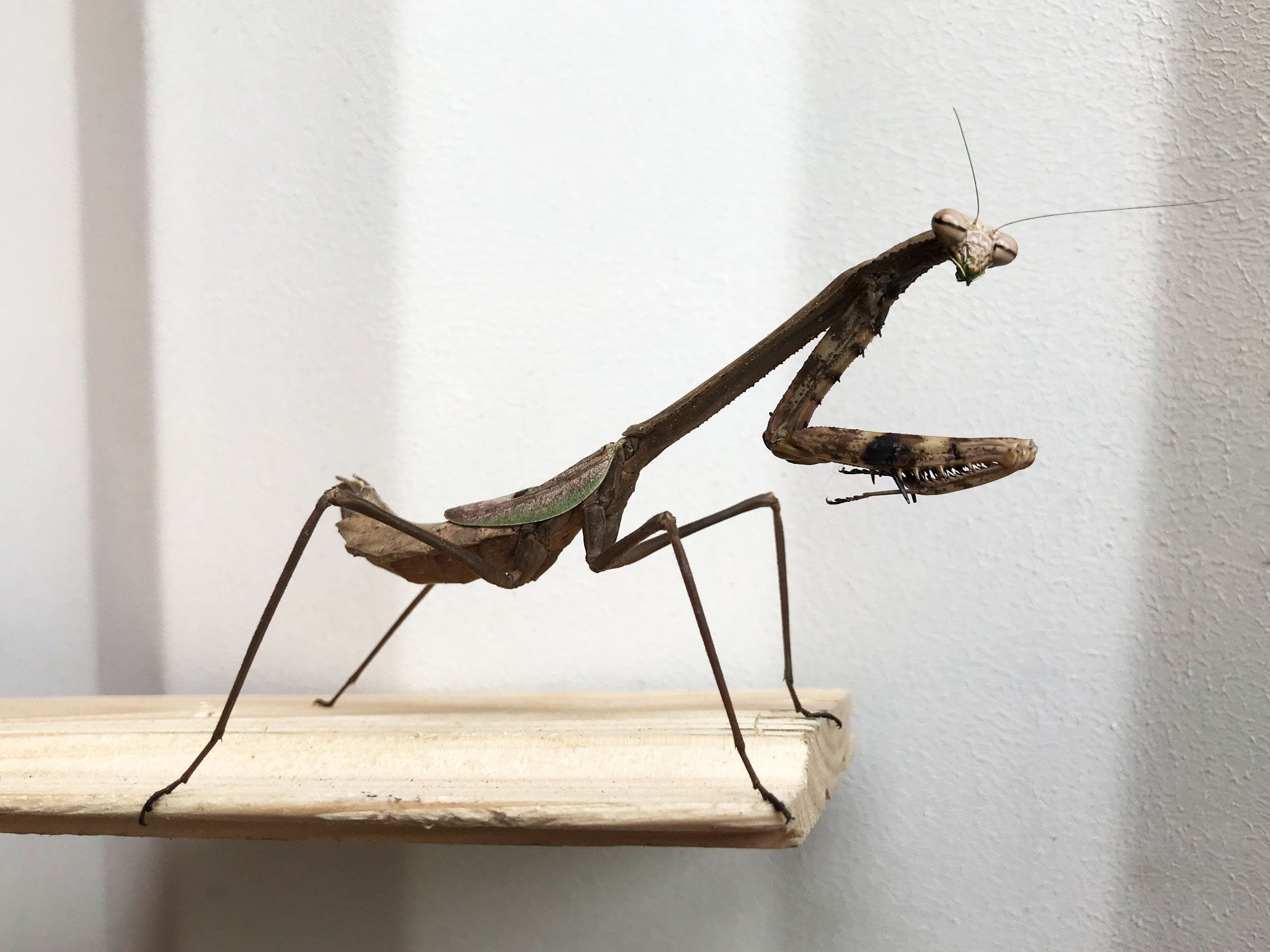 Rausch Bewohner der Plantage - Gottesanbeterin