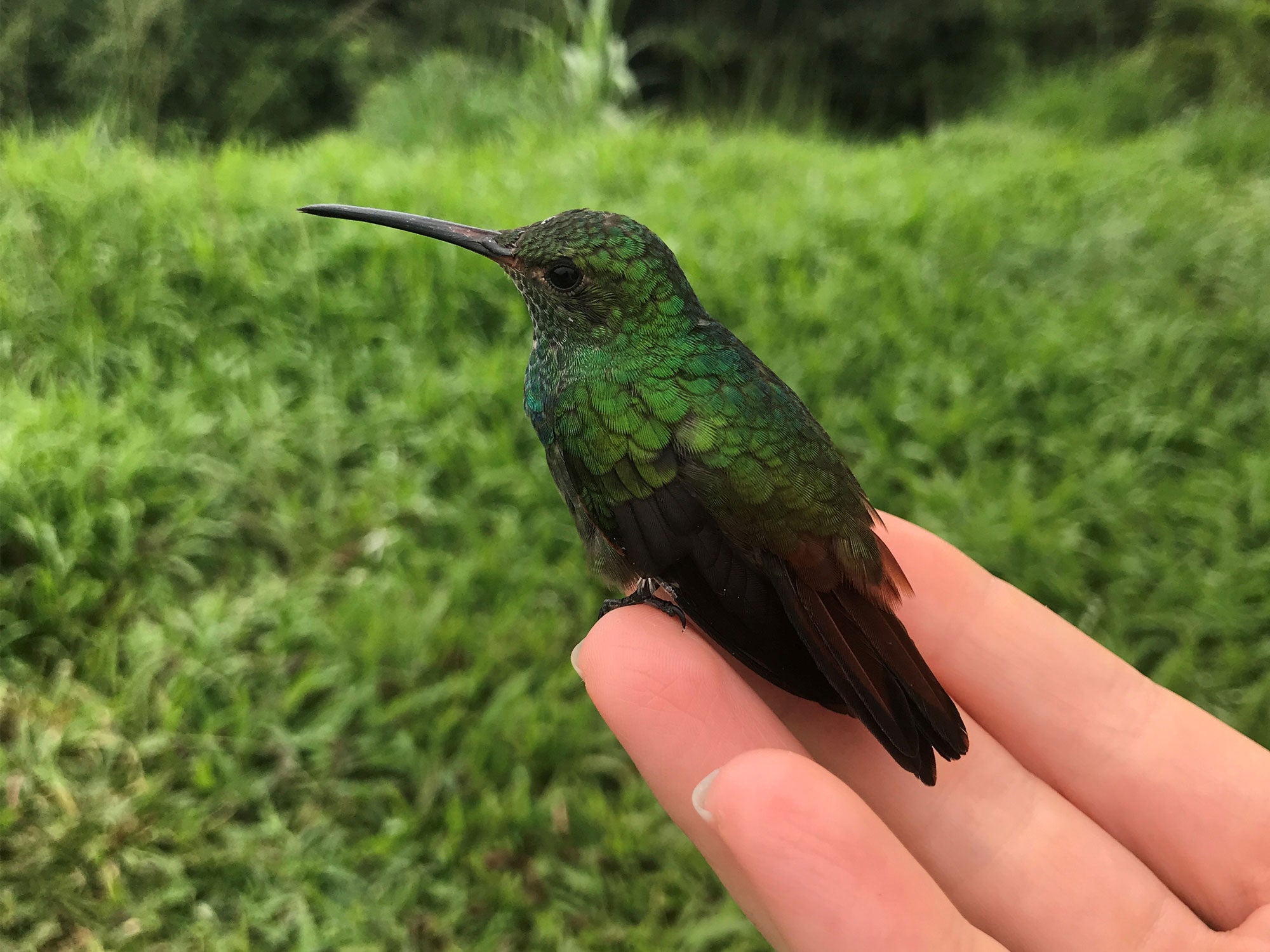 Bewohner der Plantage - Kolibri