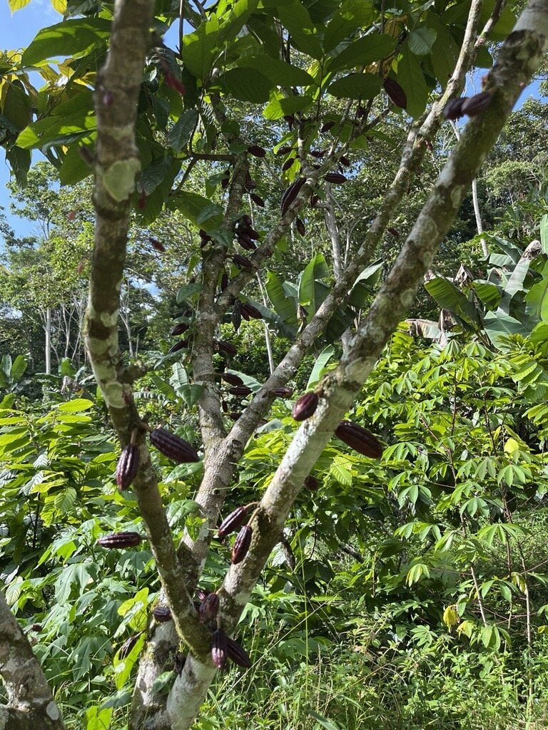 Auswirkungen Klimakrise Edelkakao Rausch Plantage