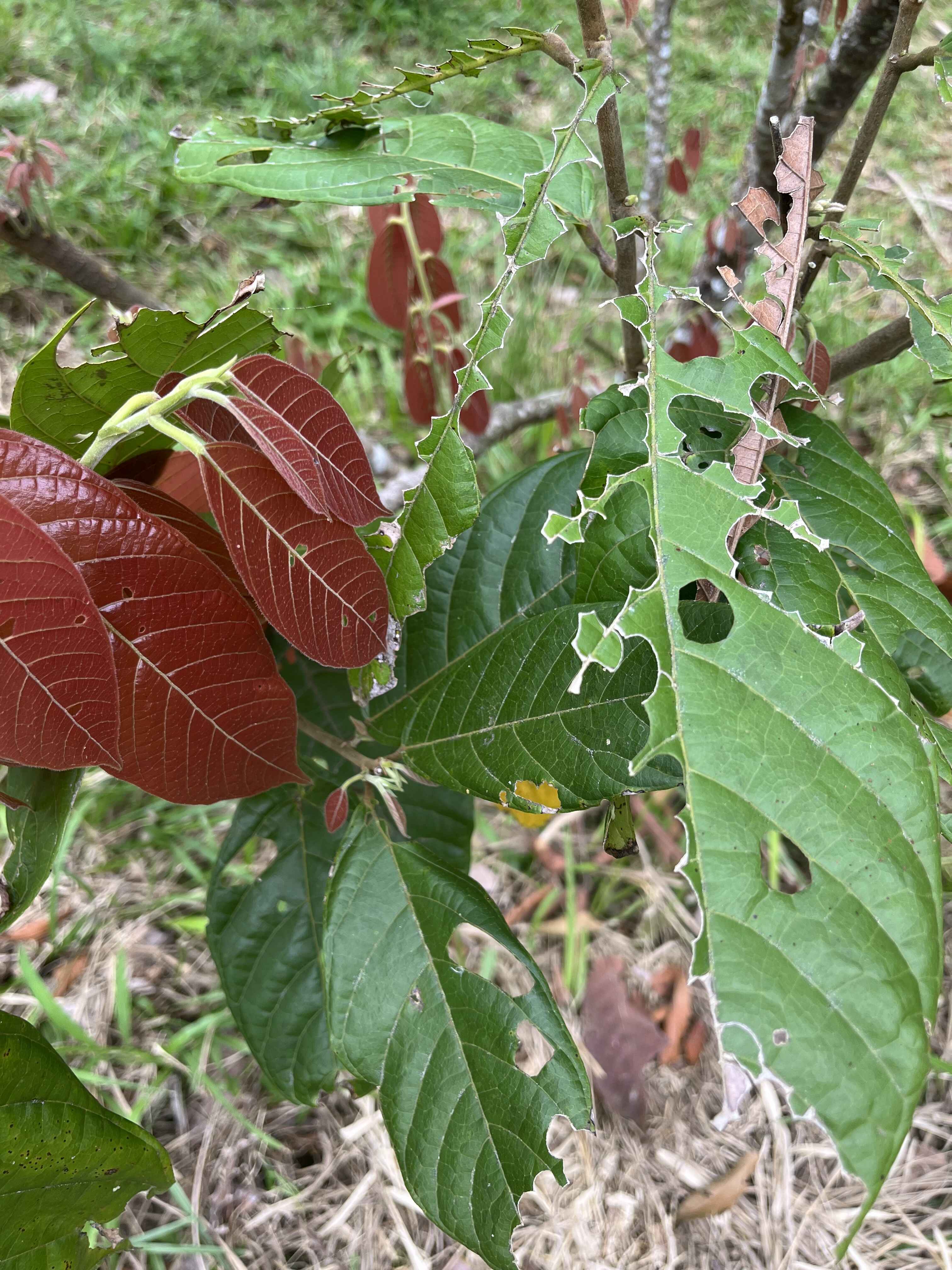 Auswirkungen Klimakrise auf Edelkakao