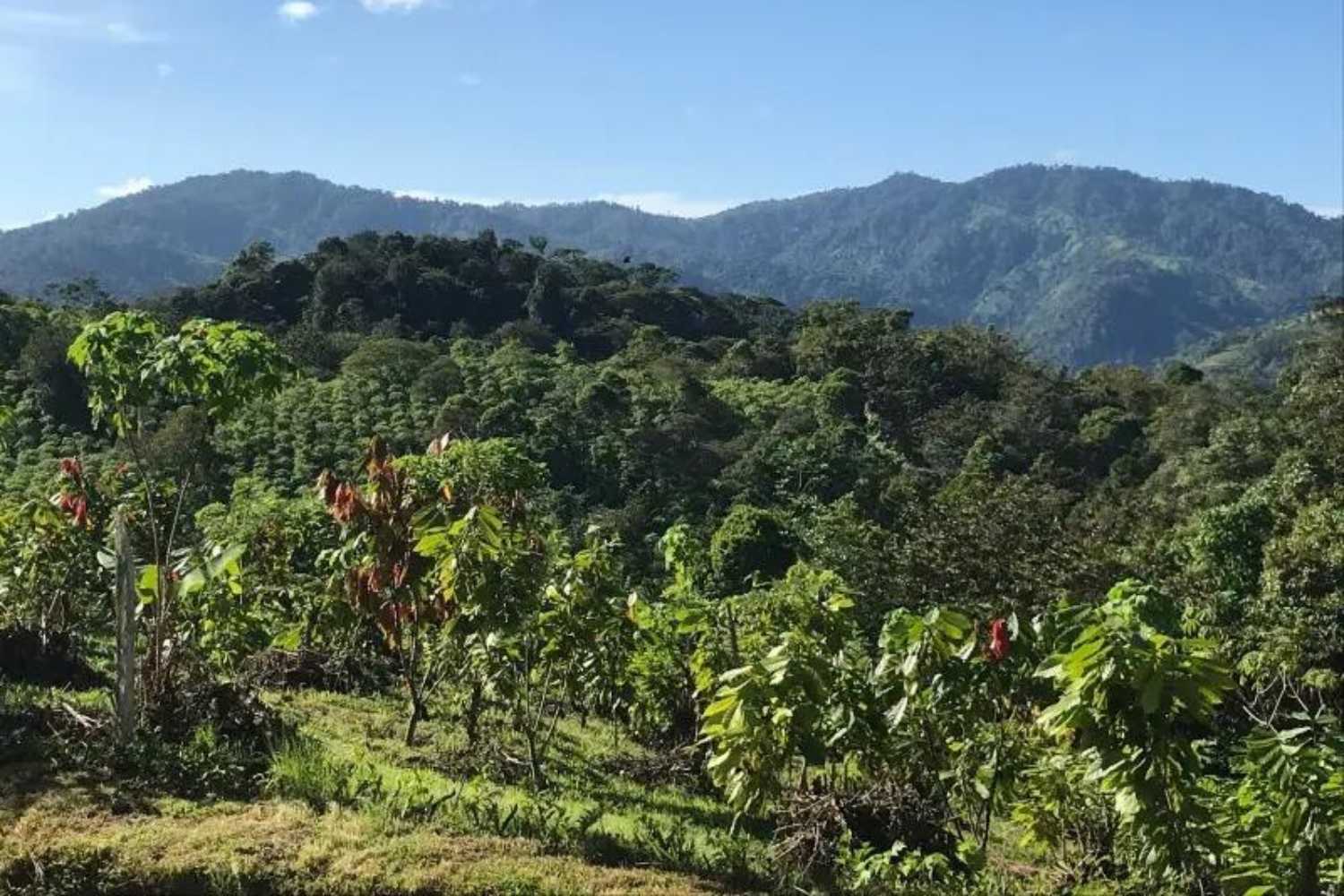Rausch Plantage Mischkultur