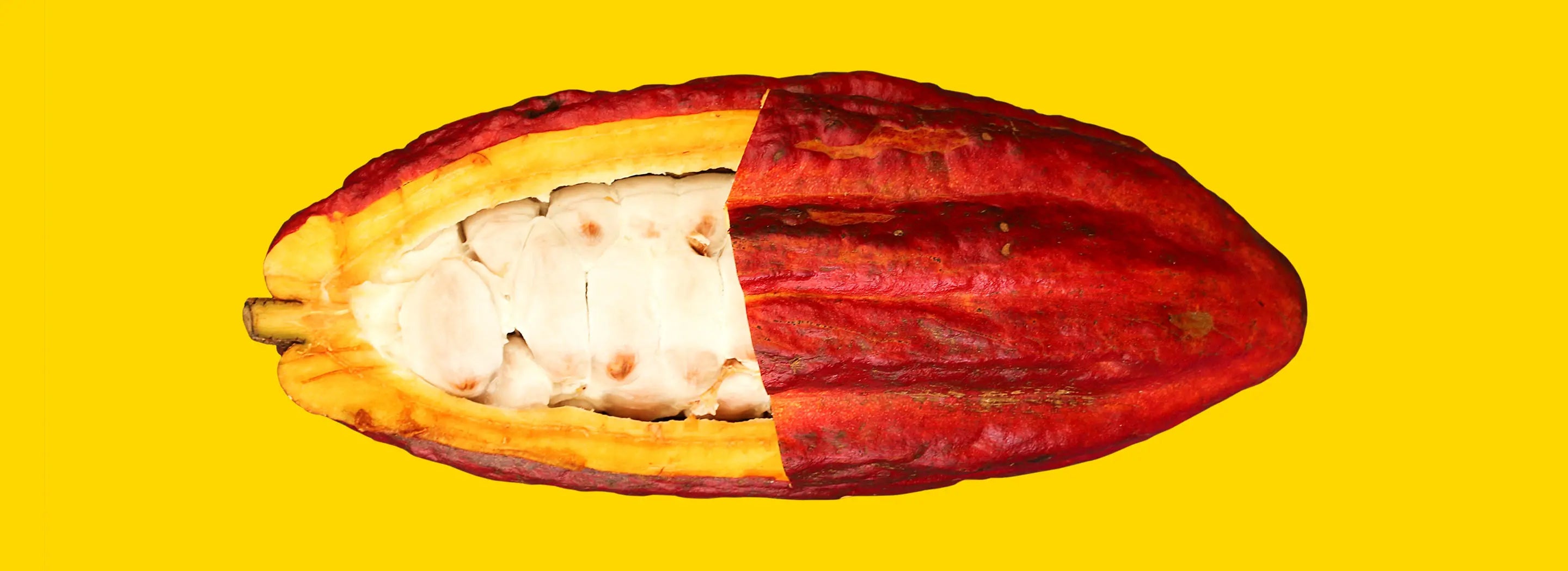 Rausch Kakaobohne Aufbau