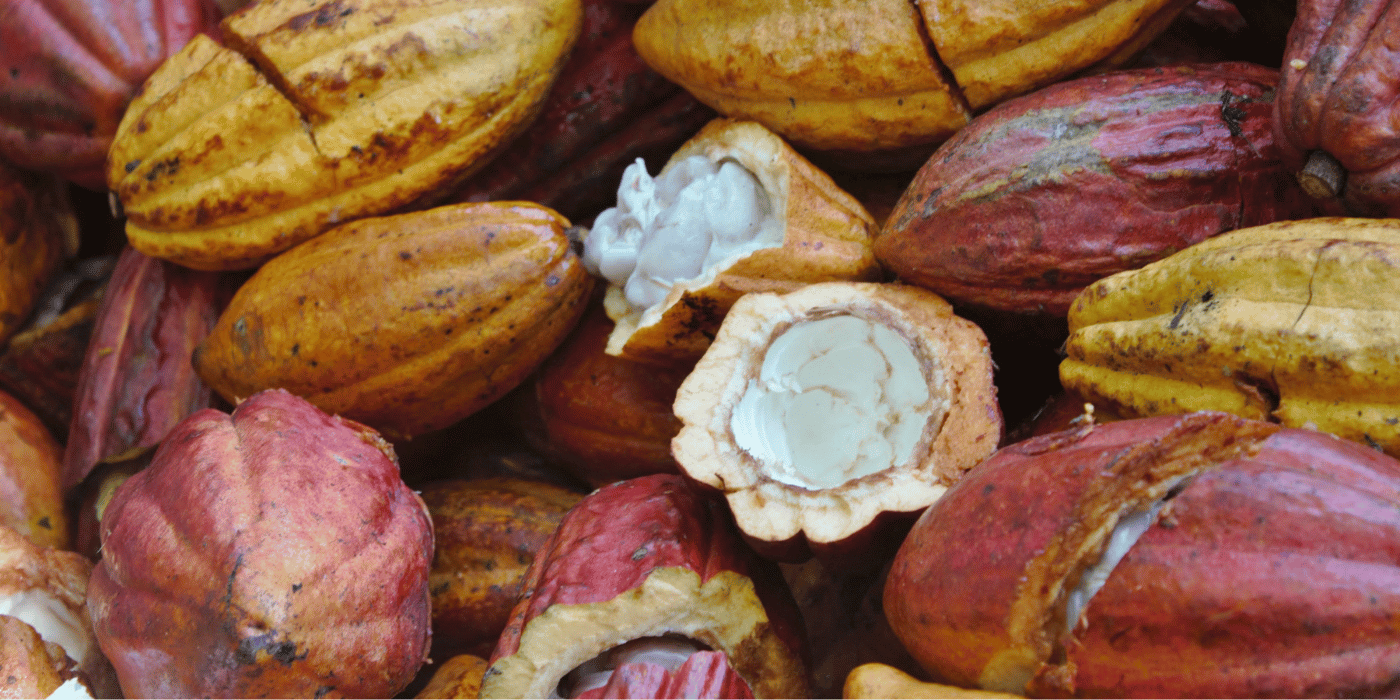 Rausch Banner Nachhaltigkeit - Kakaofrucht