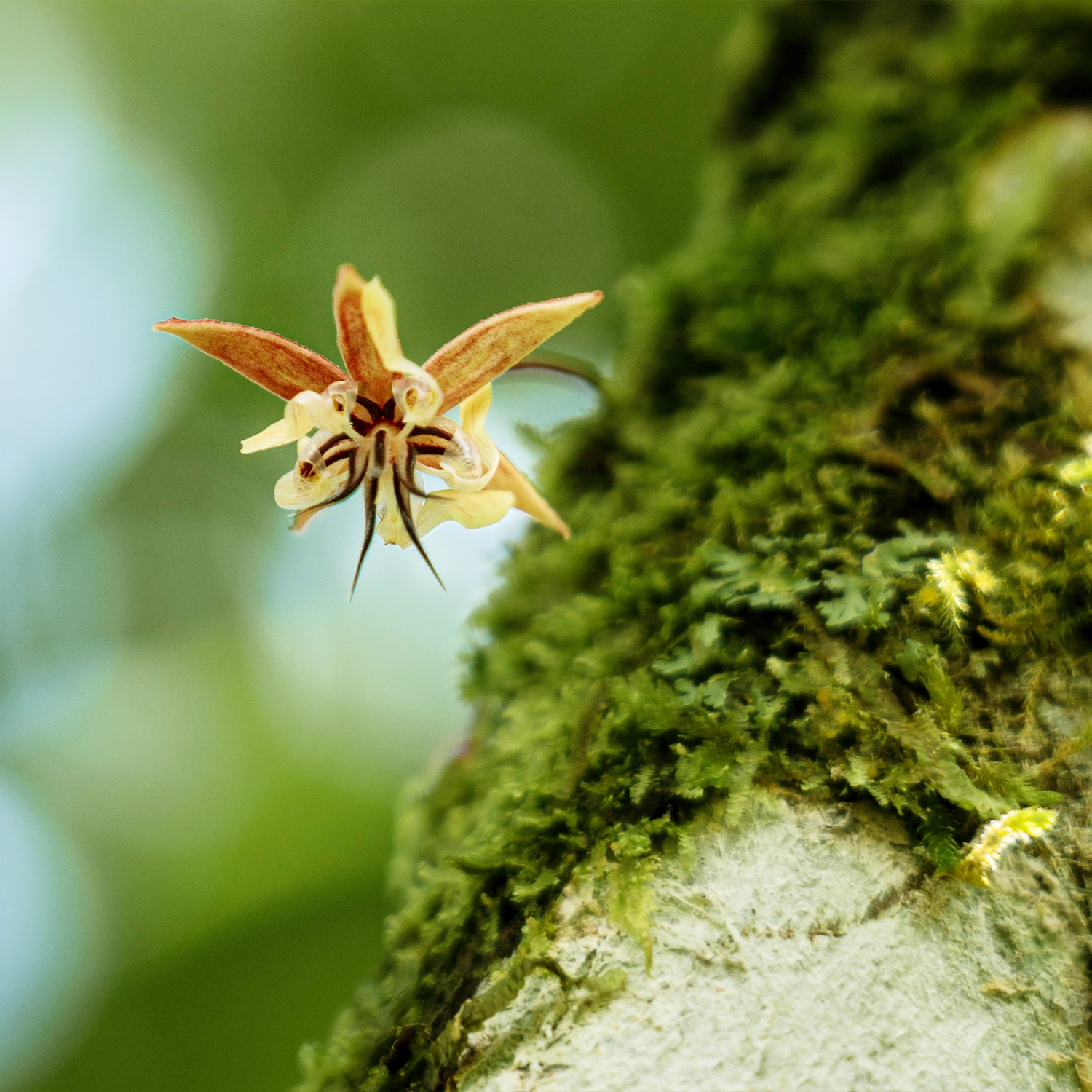 Rausch Nachhaltigkeit auf der Plantage