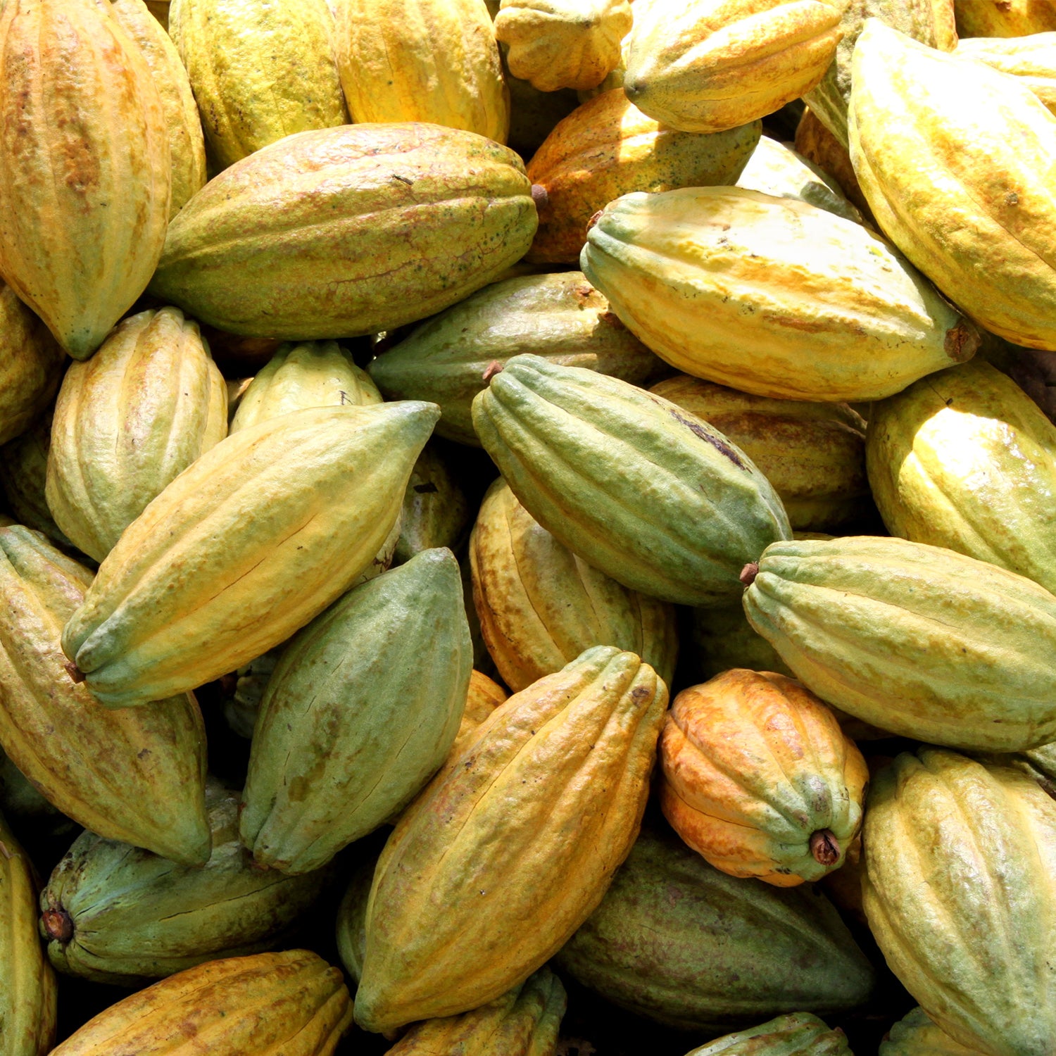 Rausch Edelkakaobohnen