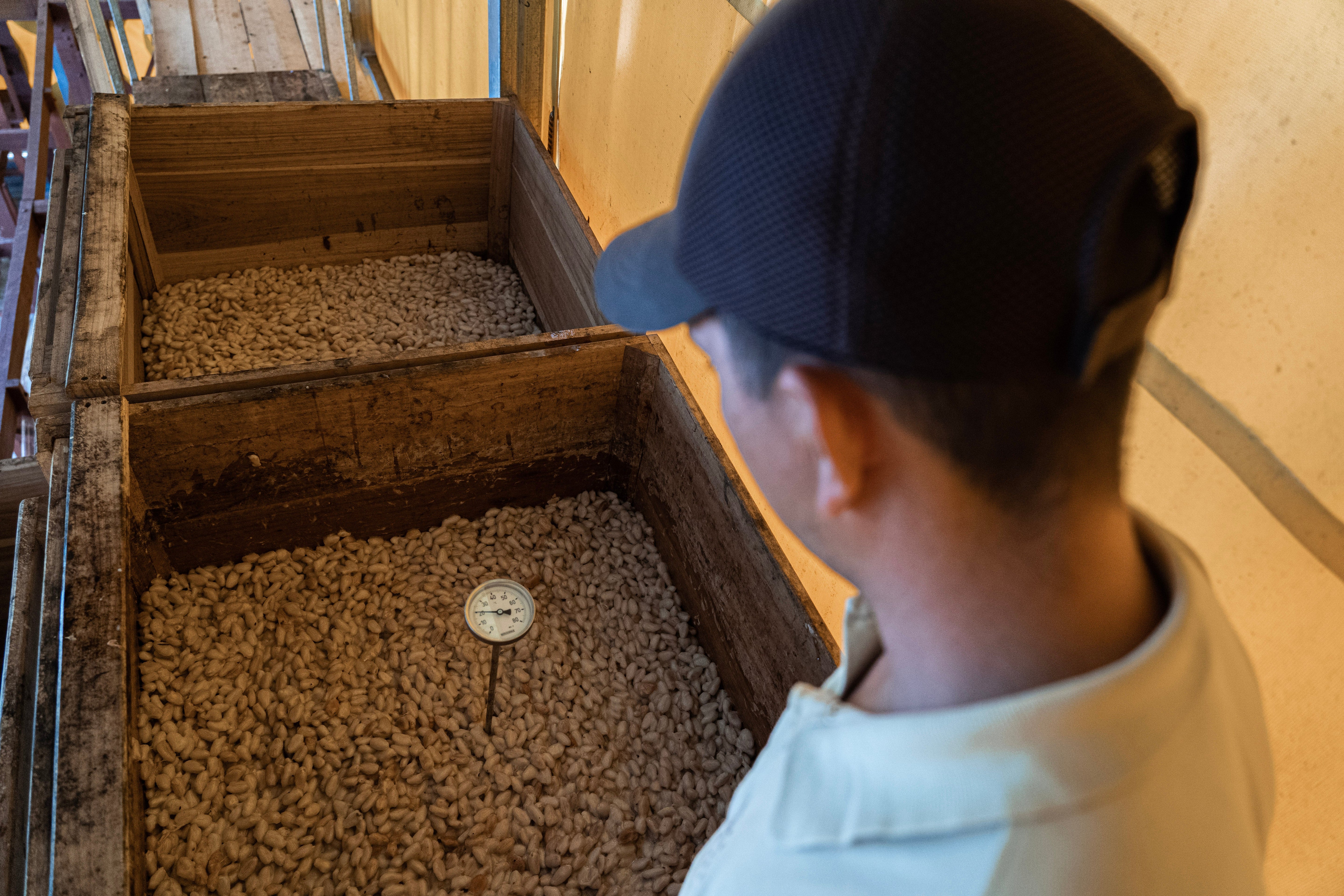 Rausch Mitarbeiter kontrolliert die Fermentation von Kakaobohnen