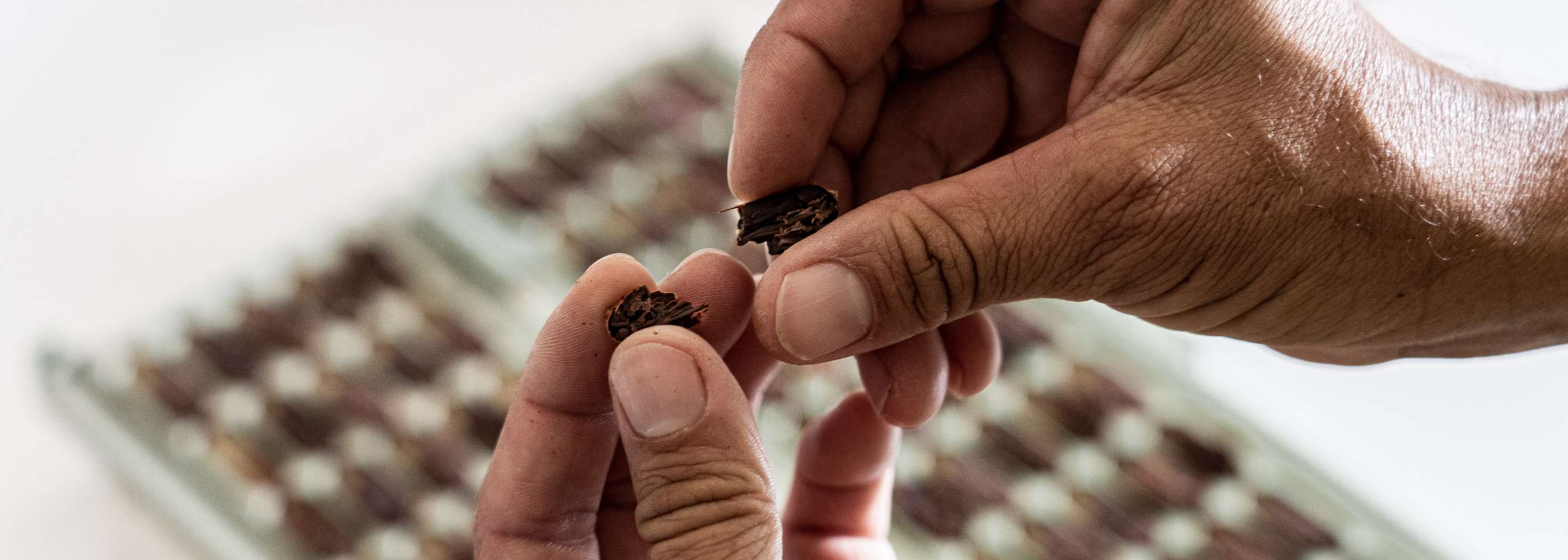 Rausch Costa Rica Kakaobohne