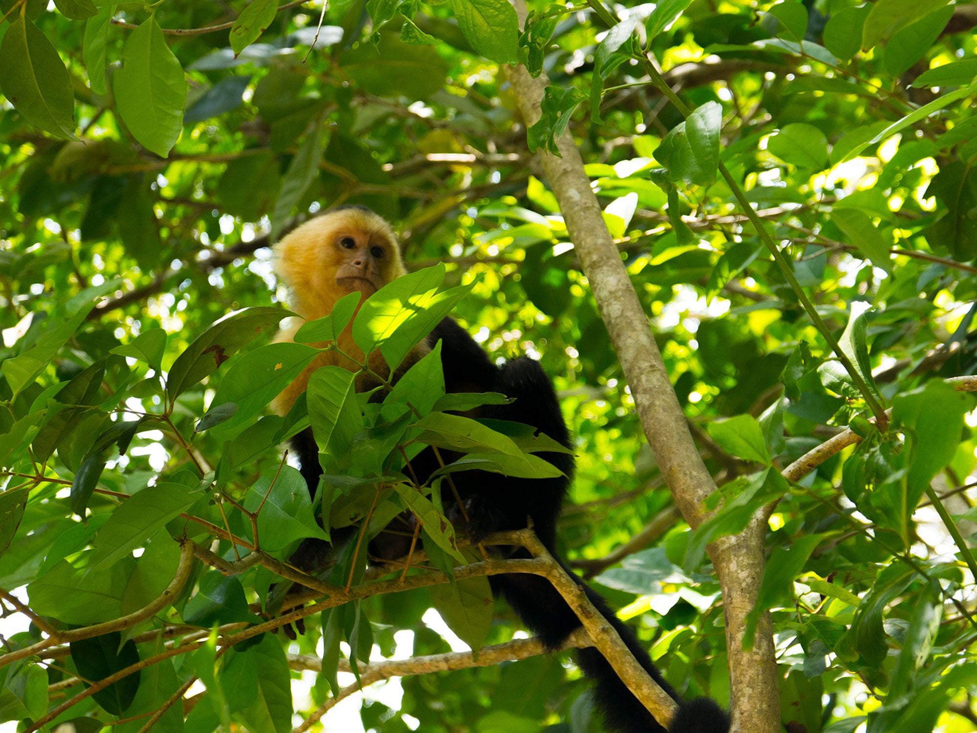 Bewohner der Kakao Plantage - Kapuzineräffchen