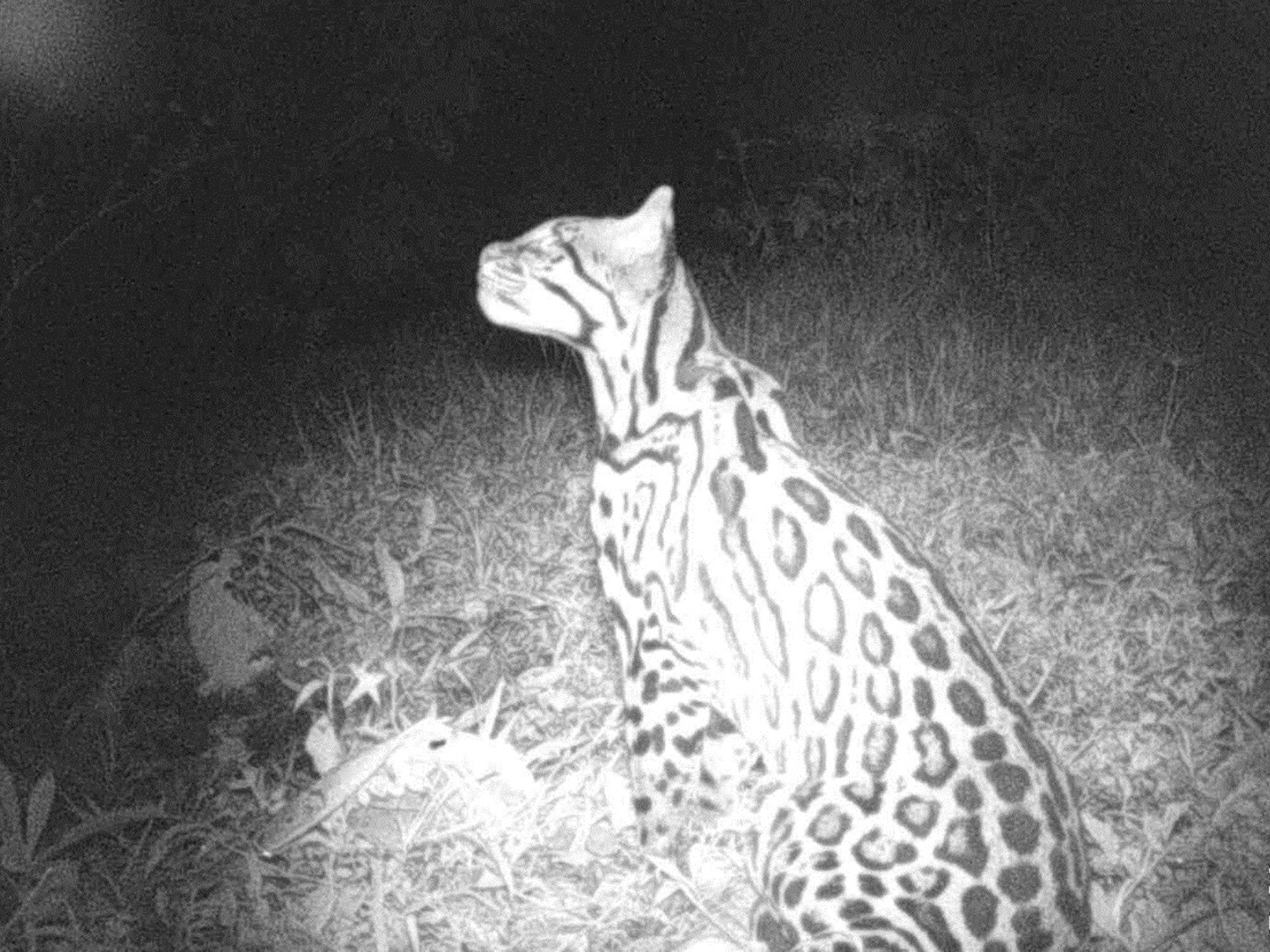 Bewohner der Plantage - Ozelot