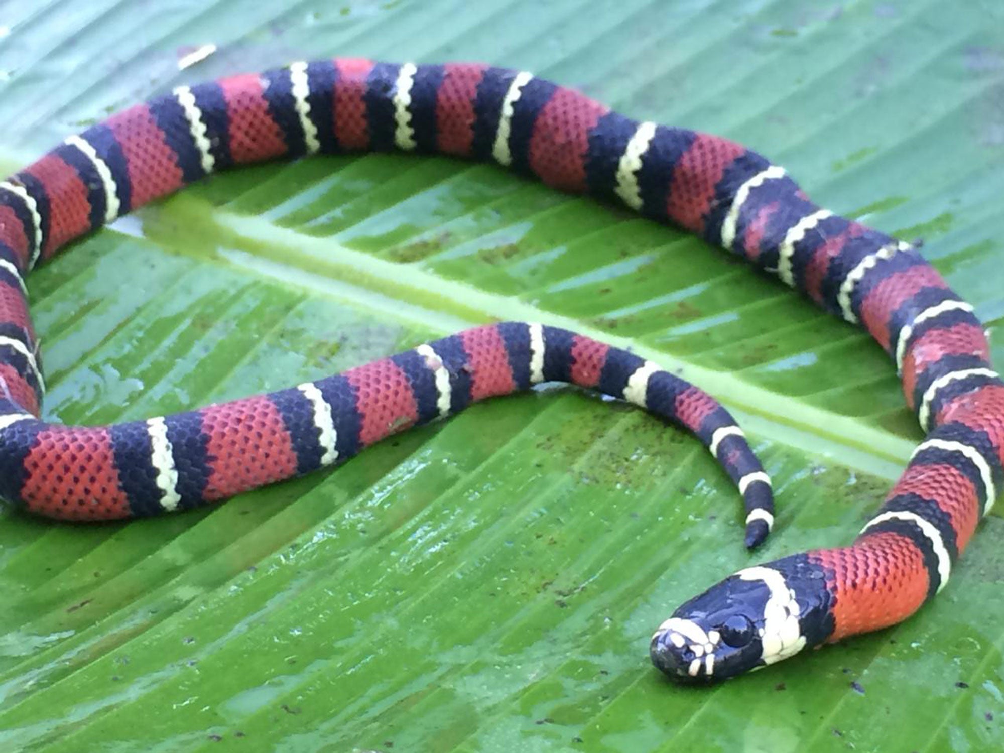 Bewohner der Kakao Plantage - FALSCHE KORALLENSCHLANGE