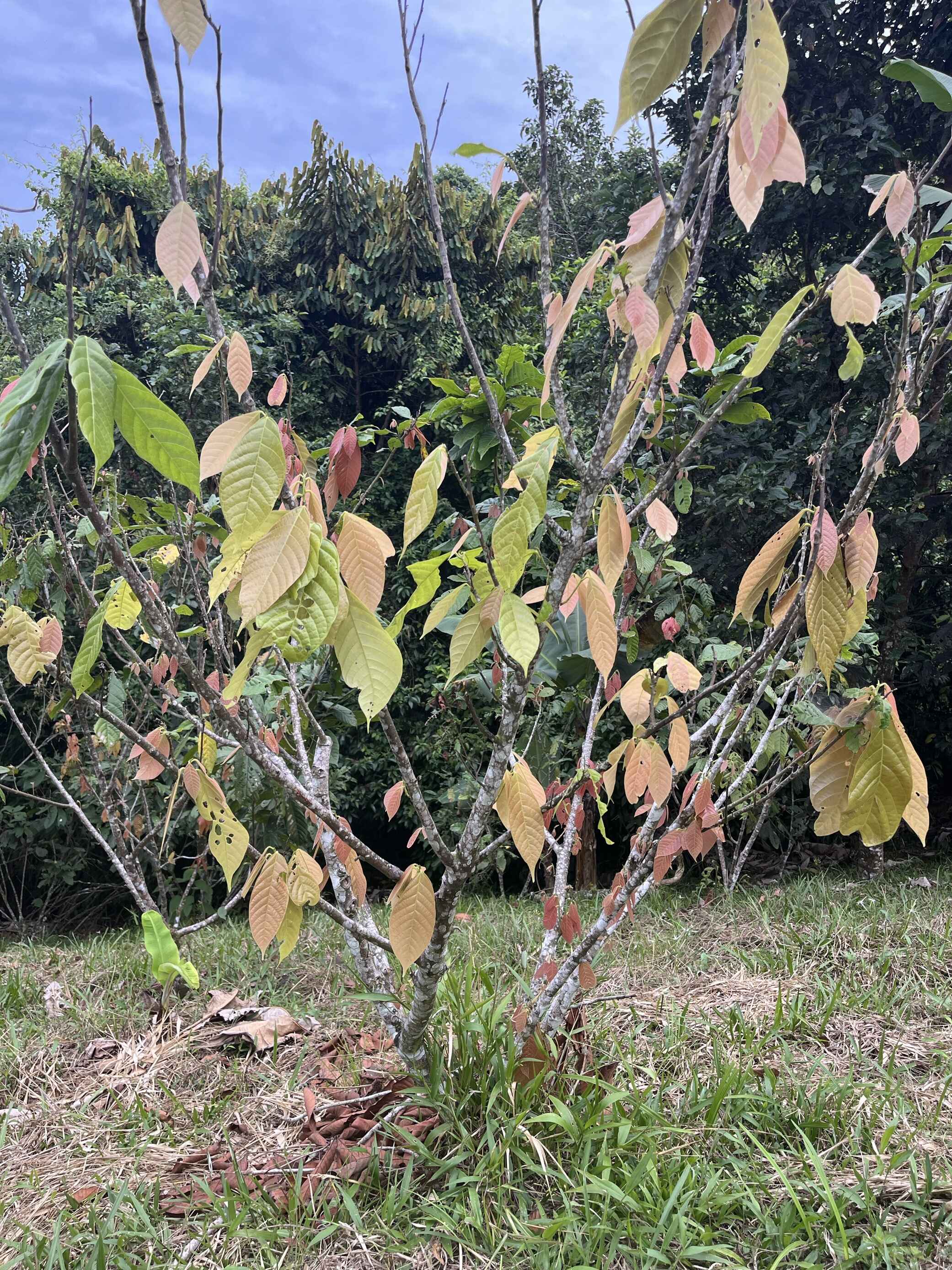 Auswirkungen Klimakrise auf Edelkakao