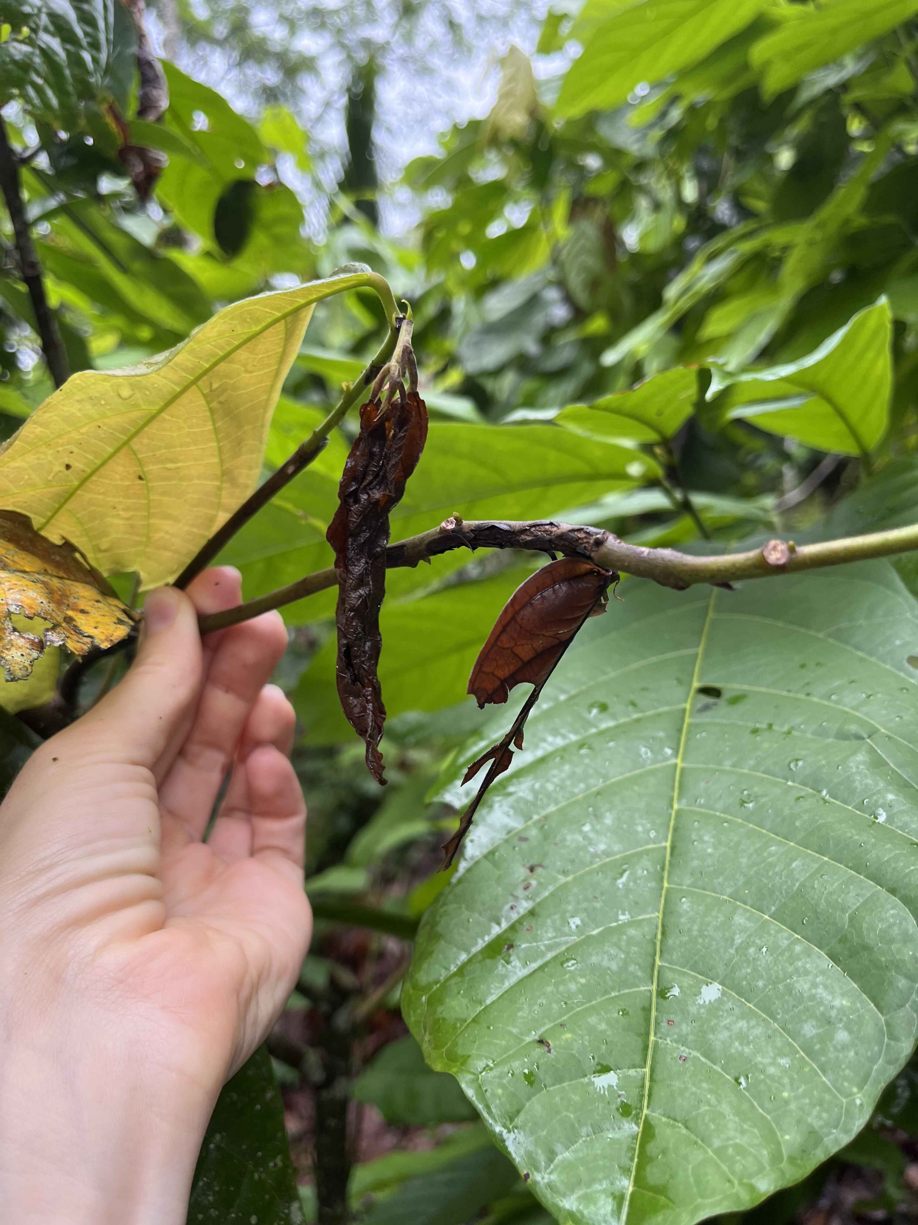 Auswirkungen der Klimakrise auf Edelkakao