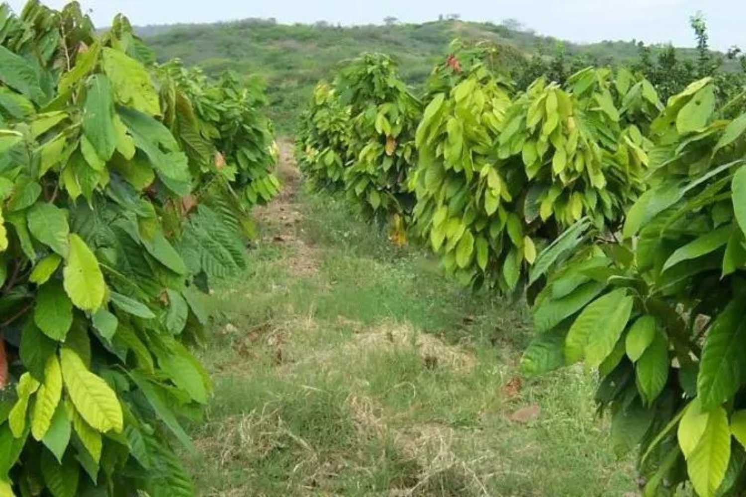 Konsumkakao Anbau Monokultur