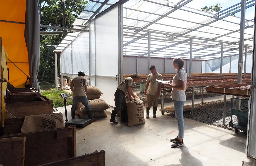 Rausch Team Plantage Costa Rica bei der Arbeit