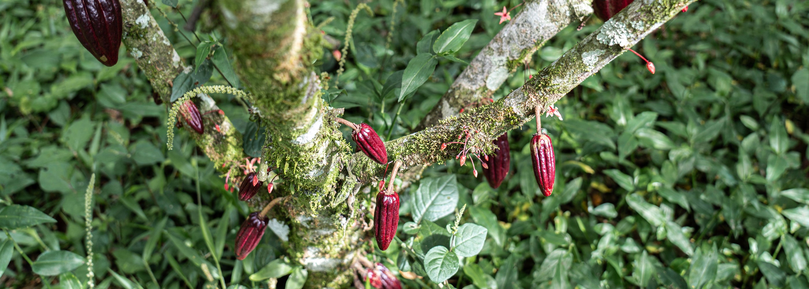 Junge Kakaobohnen an Kakaobaum in Costa Rica Rausch