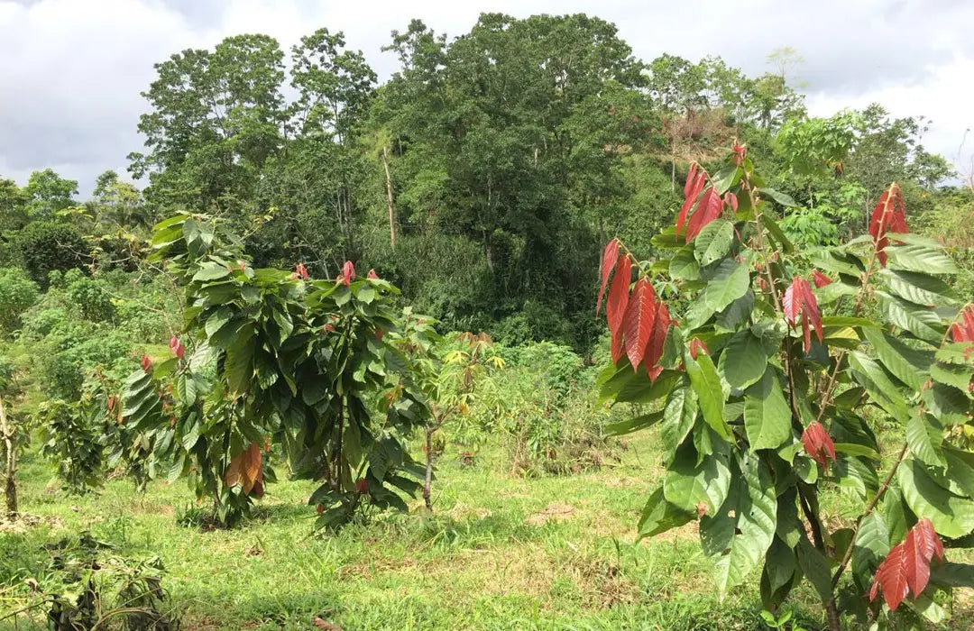 Beginn der Aufforstung Rausch