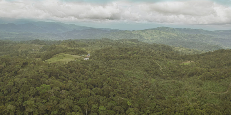 Vegane Schokoladen vor Plantagen 
