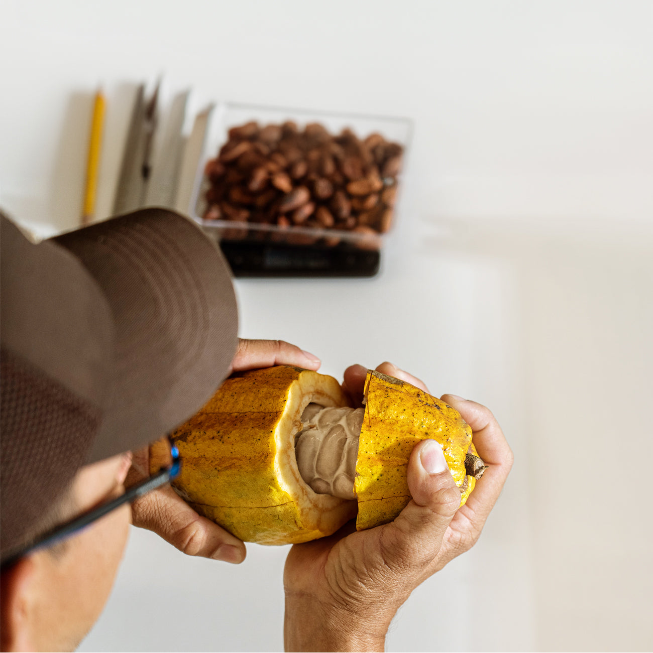 Rausch Edelkakao Schöpfung